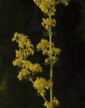 Fotografia 9 da espécie Galium verum subesp. verum no Jardim Botânico UTAD