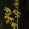 Fotografia 9 da espécie Galium verum subesp. verum do Jardim Botânico UTAD