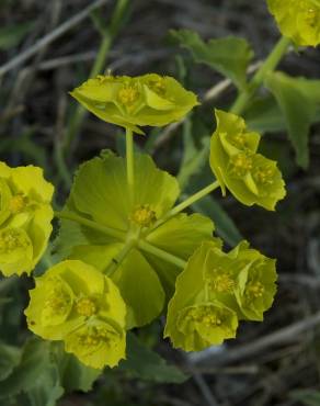 Fotografia 8 da espécie Euphorbia serrata no Jardim Botânico UTAD