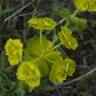 Fotografia 8 da espécie Euphorbia serrata do Jardim Botânico UTAD