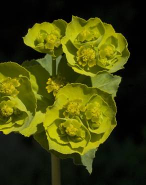 Fotografia 9 da espécie Euphorbia serrata no Jardim Botânico UTAD