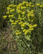 Fotografia da espécie Euphorbia serrata