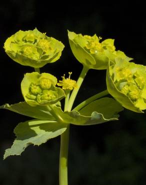 Fotografia 11 da espécie Euphorbia serrata no Jardim Botânico UTAD