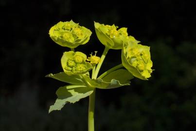 Fotografia da espécie Euphorbia serrata