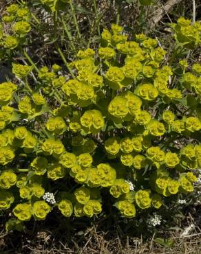 Fotografia 12 da espécie Euphorbia serrata no Jardim Botânico UTAD