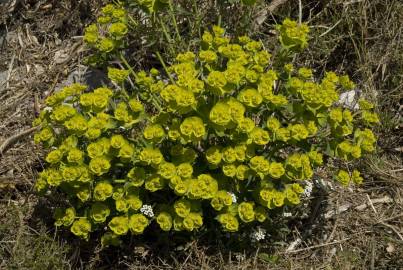 Fotografia da espécie Euphorbia serrata