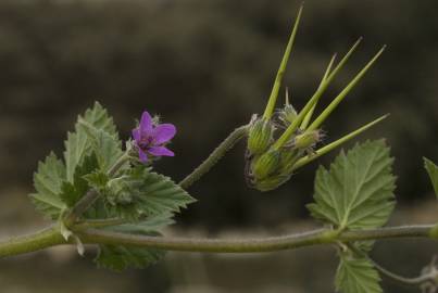 Fotografia da espécie Erodium malacoides