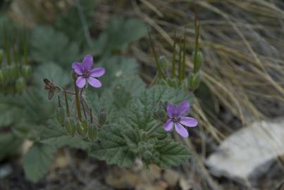 Fotografia da espécie Erodium malacoides