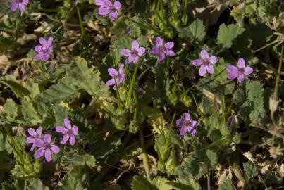 Fotografia da espécie Erodium malacoides