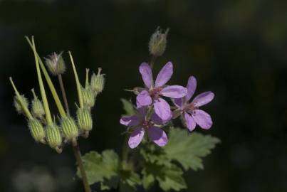 Fotografia da espécie Erodium malacoides