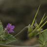 Fotografia 6 da espécie Erodium malacoides do Jardim Botânico UTAD