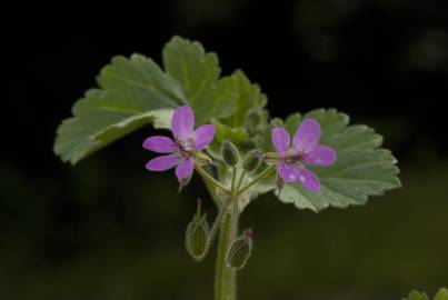 Fotografia da espécie Erodium malacoides