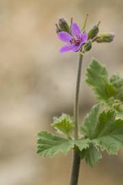 Fotografia da espécie Erodium malacoides