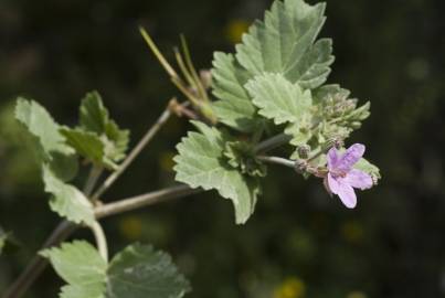 Fotografia da espécie Erodium malacoides