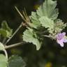 Fotografia 10 da espécie Erodium malacoides do Jardim Botânico UTAD