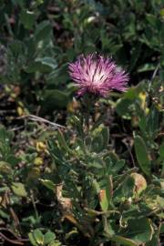 Fotografia da espécie Centaurea pullata