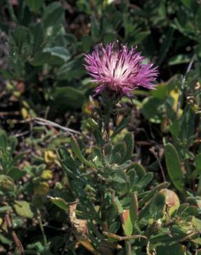 Fotografia 9 da espécie Centaurea pullata no Jardim Botânico UTAD