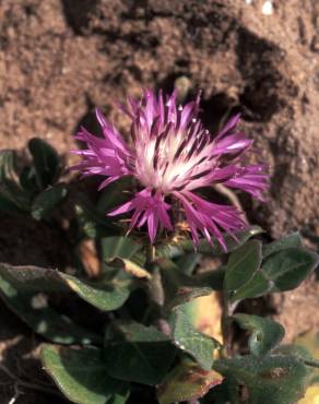 Fotografia 10 da espécie Centaurea pullata no Jardim Botânico UTAD