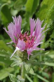 Fotografia da espécie Centaurea pullata