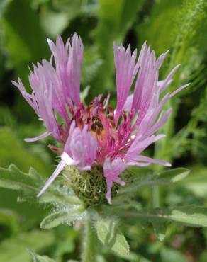 Fotografia 11 da espécie Centaurea pullata no Jardim Botânico UTAD