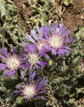 Fotografia 12 da espécie Centaurea pullata no Jardim Botânico UTAD