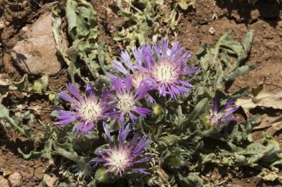 Fotografia da espécie Centaurea pullata