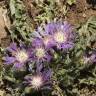 Fotografia 12 da espécie Centaurea pullata do Jardim Botânico UTAD