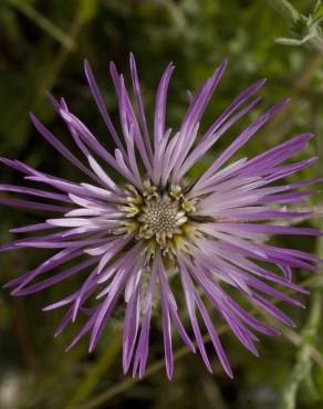 Fotografia 13 da espécie Centaurea pullata no Jardim Botânico UTAD