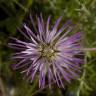 Fotografia 13 da espécie Centaurea pullata do Jardim Botânico UTAD