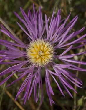 Fotografia 14 da espécie Centaurea pullata no Jardim Botânico UTAD