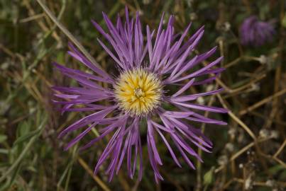 Fotografia da espécie Centaurea pullata