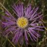 Fotografia 14 da espécie Centaurea pullata do Jardim Botânico UTAD