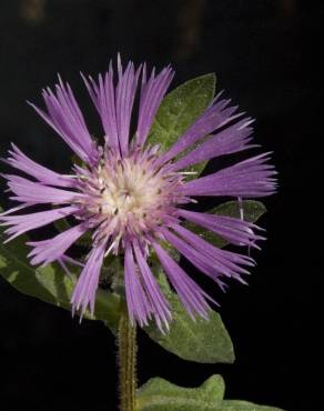 Fotografia 15 da espécie Centaurea pullata no Jardim Botânico UTAD