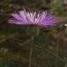 Fotografia 16 da espécie Centaurea pullata do Jardim Botânico UTAD