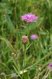 Fotografia da espécie Centaurea jacea subesp. angustifolia