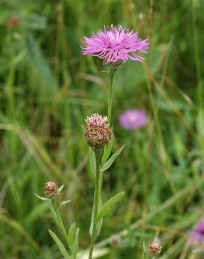 Fotografia 1 da espécie Centaurea jacea subesp. angustifolia no Jardim Botânico UTAD