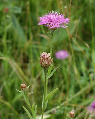 Fotografia de capa Centaurea jacea subesp. angustifolia - do Jardim Botânico