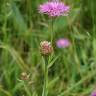 Fotografia 1 da espécie Centaurea jacea subesp. angustifolia do Jardim Botânico UTAD