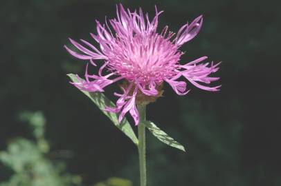 Fotografia da espécie Centaurea jacea subesp. angustifolia