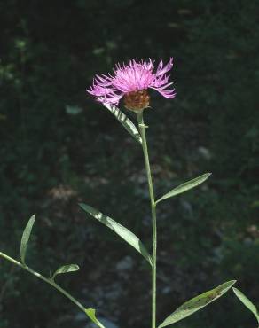 Fotografia 3 da espécie Centaurea jacea subesp. angustifolia no Jardim Botânico UTAD