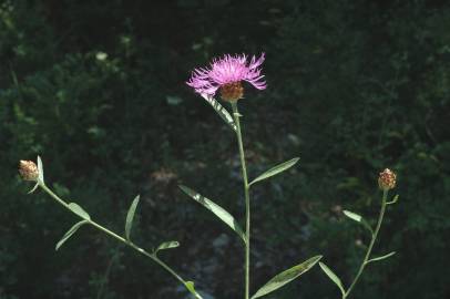 Fotografia da espécie Centaurea jacea subesp. angustifolia