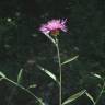 Fotografia 3 da espécie Centaurea jacea subesp. angustifolia do Jardim Botânico UTAD