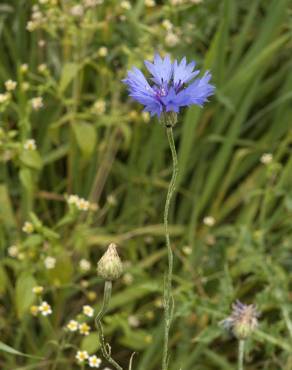 Fotografia 11 da espécie Centaurea cyanus no Jardim Botânico UTAD