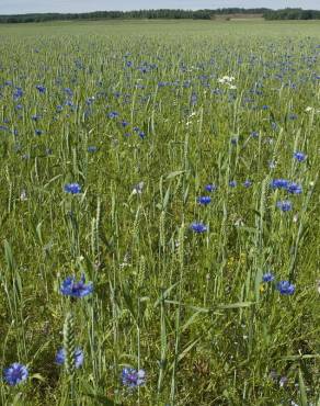 Fotografia 12 da espécie Centaurea cyanus no Jardim Botânico UTAD