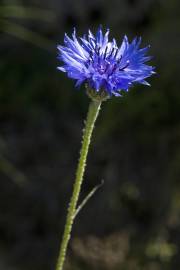 Fotografia da espécie Centaurea cyanus