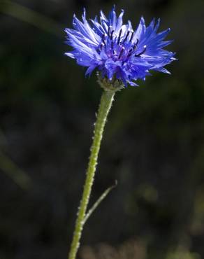 Fotografia 13 da espécie Centaurea cyanus no Jardim Botânico UTAD