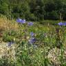 Fotografia 14 da espécie Centaurea cyanus do Jardim Botânico UTAD