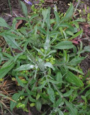 Fotografia 15 da espécie Centaurea cyanus no Jardim Botânico UTAD