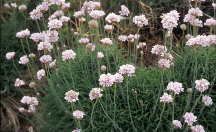 Fotografia da espécie Armeria pungens