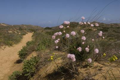 Fotografia da espécie Armeria pungens